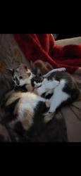 Lost Female Cat last seen Near Gibson Boulevard Southeast, Albuquerque, NM 87123