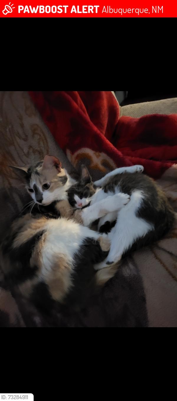 Lost Female Cat last seen Near Gibson Boulevard Southeast, Albuquerque, NM 87123