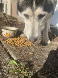 Found/Stray Male Dog last seen 164th & 1st, Vancouver, WA 98684
