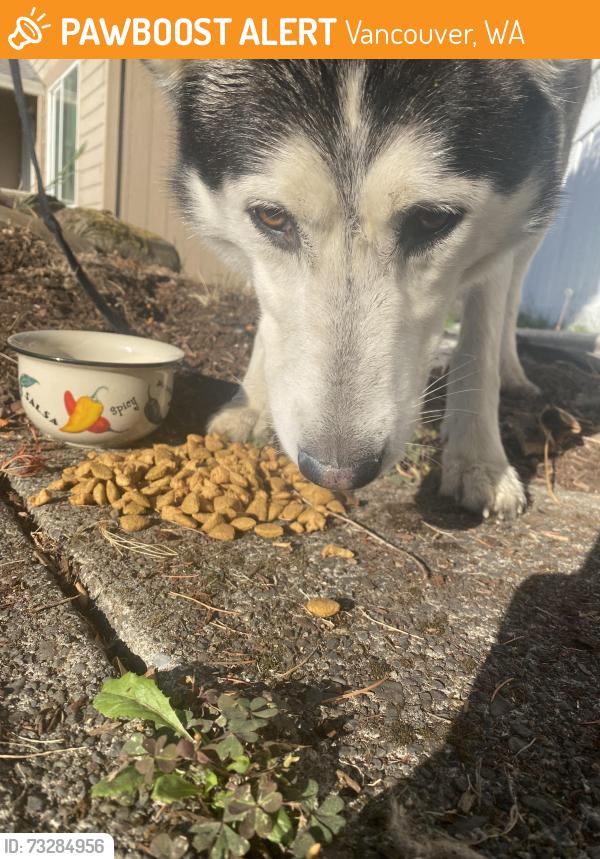 Found/Stray Male Dog last seen 164th & 1st, Vancouver, WA 98684