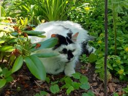 Reunited Female Cat last seen Arnold Street and Birch Ave, Kitchener, ON N2H 4W6