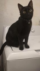 Reunited Male Cat last seen Beasley, TX, Beasley, TX 77417