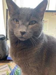 Reunited Male Cat last seen Cypress Lane and Walnut Lane, Elk Grove Village IL, Elk Grove Village, IL 60007