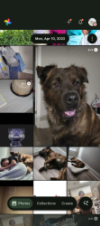 Lost Male Dog last seen Pet shop, Louisville, KY 40217