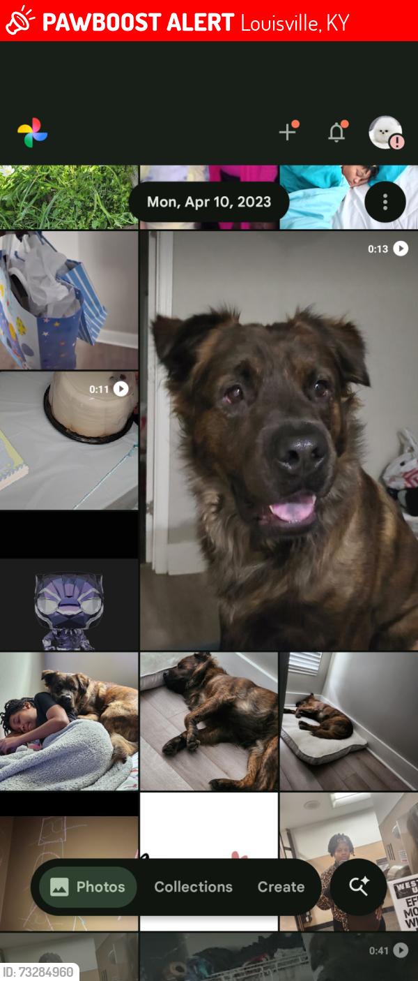 Lost Male Dog last seen Pet shop, Louisville, KY 40217