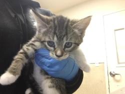 Shelter Stray Female Cat last seen Near BLOCK BOXWOOD PL, RIVERSIDE CA 92506, 6851 Van Buren Boulevard, Jurupa Valley, CA 92509, USA