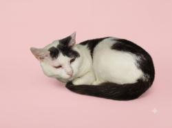 Shelter Stray Female Cat last seen , 1850 W 60th St, Los Angeles, CA 90047, USA