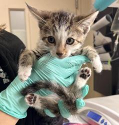 Shelter Stray Male Cat last seen Near BLOCK BELLAMY PL, RIVERSIDE CA 92503, 6851 Van Buren Boulevard, Jurupa Valley, CA 92509, USA