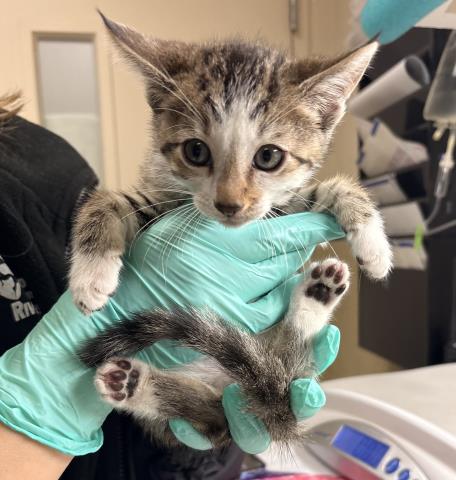 Shelter Stray Male Cat last seen Near BLOCK BELLAMY PL, RIVERSIDE CA 92503, 6851 Van Buren Boulevard, Jurupa Valley, CA 92509, USA