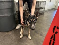 Shelter Stray Female Dog last seen , 1850 W 60th St, Los Angeles, CA 90047, USA