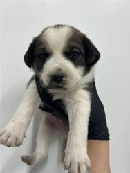 Shelter Stray Male Dog last seen Near BLOCK S MAPLE AVE, FRESNO CA 93725, 5277 E Airways Blvd, Fresno, CA 93727, USA