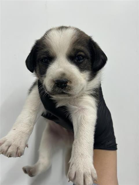 Shelter Stray Male Dog last seen Near BLOCK S MAPLE AVE, FRESNO CA 93725, 5277 E Airways Blvd, Fresno, CA 93727, USA