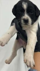 Shelter Stray Male Dog last seen Near BLOCK S MAPLE AVE, FRESNO CA 93725, 5277 E Airways Blvd, Fresno, CA 93727, USA