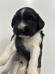 Shelter Stray Male Dog last seen Near BLOCK S MAPLE AVE, FRESNO CA 93725, 5277 E Airways Blvd, Fresno, CA 93727, USA