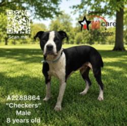 Shelter Stray Male Dog last seen , 3201 Lacy St, Los Angeles, CA 90031, USA