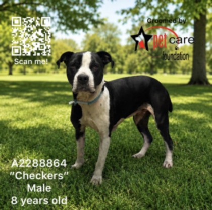 Shelter Stray Male Dog last seen , 3201 Lacy St, Los Angeles, CA 90031, USA