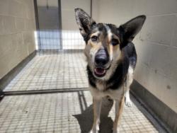 Shelter Stray Female Dog last seen , 3201 Lacy St, Los Angeles, CA 90031, USA
