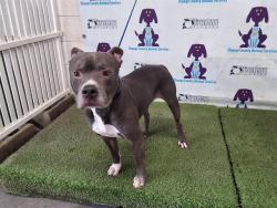 Shelter Stray Male Dog last seen , 2769 Conroy Rd, Orlando, FL 32839, USA