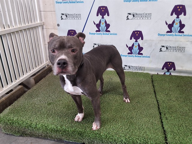 Shelter Stray Male Dog last seen , 2769 Conroy Rd, Orlando, FL 32839, USA