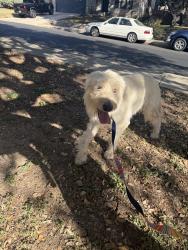 Found/Stray Male Dog last seen Canyon View, San Antonio, TX 78232