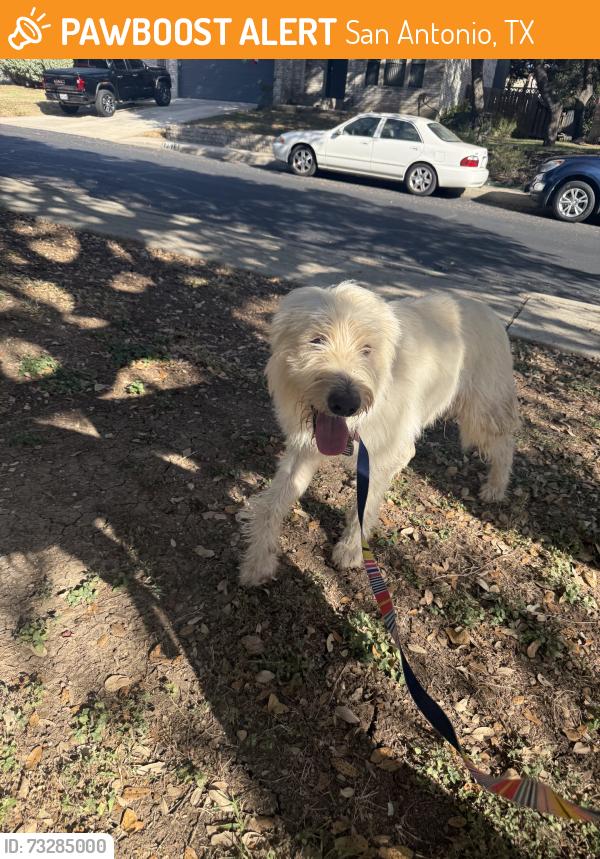 Found/Stray Male Dog last seen Canyon View, San Antonio, TX 78232