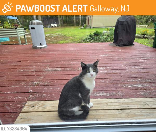 Found/Stray Male Cat last seen Pitney road and sara ann court, Galloway, NJ 08205