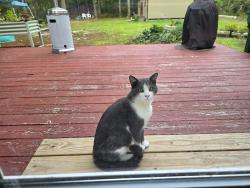 Found/Stray Male Cat last seen Pitney road and sara ann court, Galloway, NJ 08205
