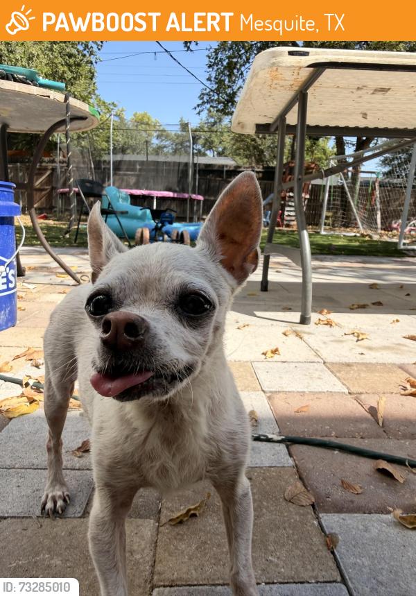 Found/Stray Female Dog last seen Bayberry Dr, Mesquite, TX 75149