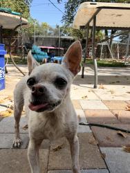 Found/Stray Female Dog last seen Bayberry Dr, Mesquite, TX 75149