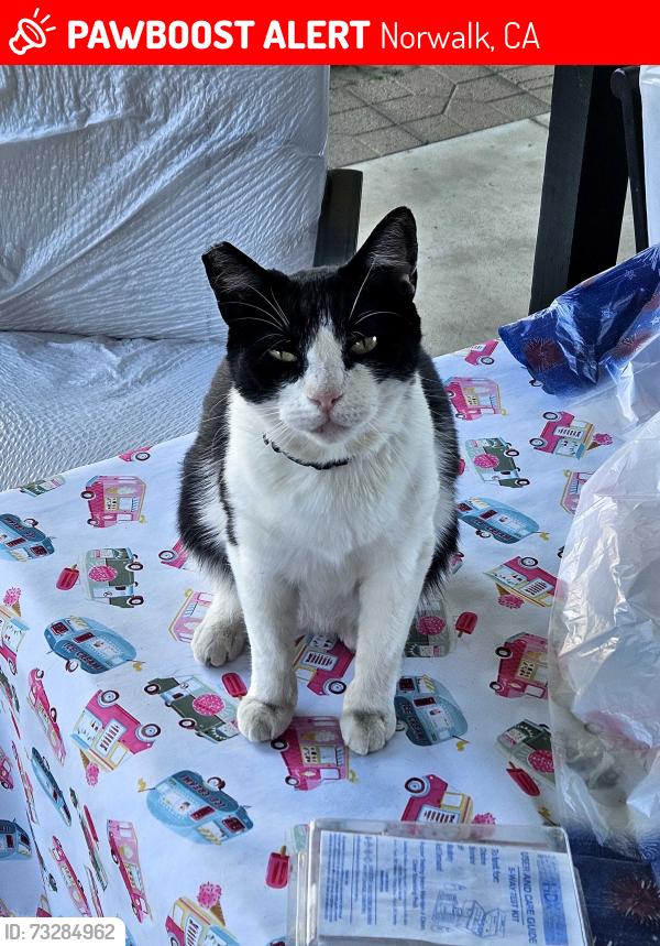 Lost Female Cat last seen Clarkdale /Mapledale, Norwalk, CA 90650