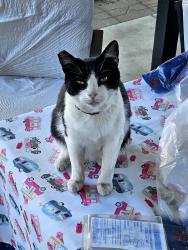 Lost Female Cat last seen Clarkdale /Mapledale, Norwalk, CA 90650