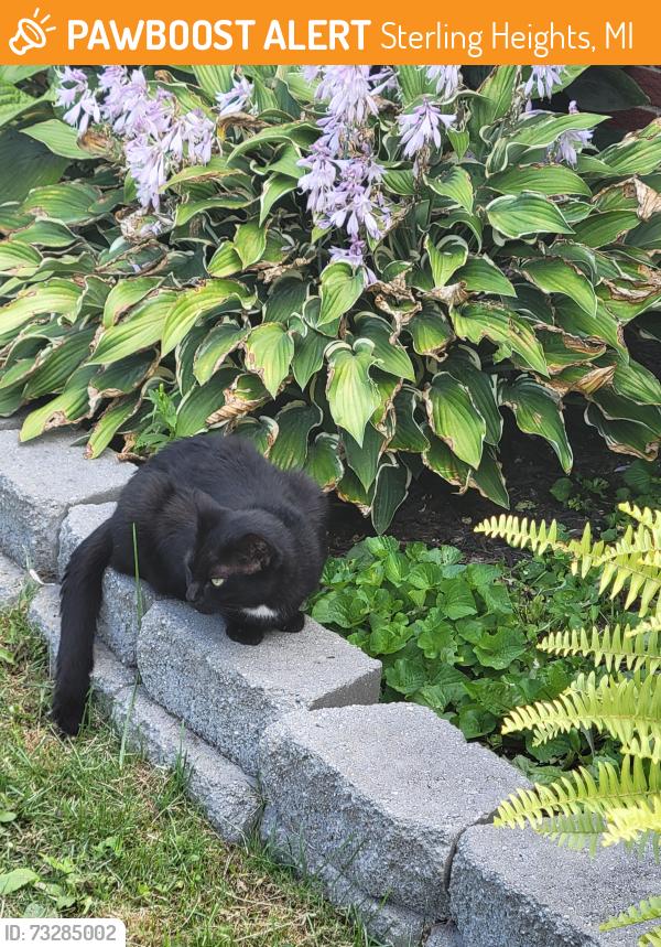 Found/Stray Unknown Cat last seen Utica rd and dodge park, Sterling Heights, MI 48313