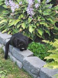 Found/Stray Unknown Cat last seen Utica rd and dodge park, Sterling Heights, MI 48313