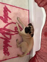 Lost Male Dog last seen Near Forum Blvd, Holiday, FL 34690