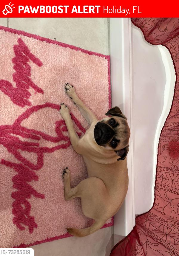 Lost Male Dog last seen Near Forum Blvd, Holiday, FL 34690