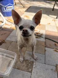 Found/Stray Female Dog last seen Bayberry Dr, Mesquite, TX 75149