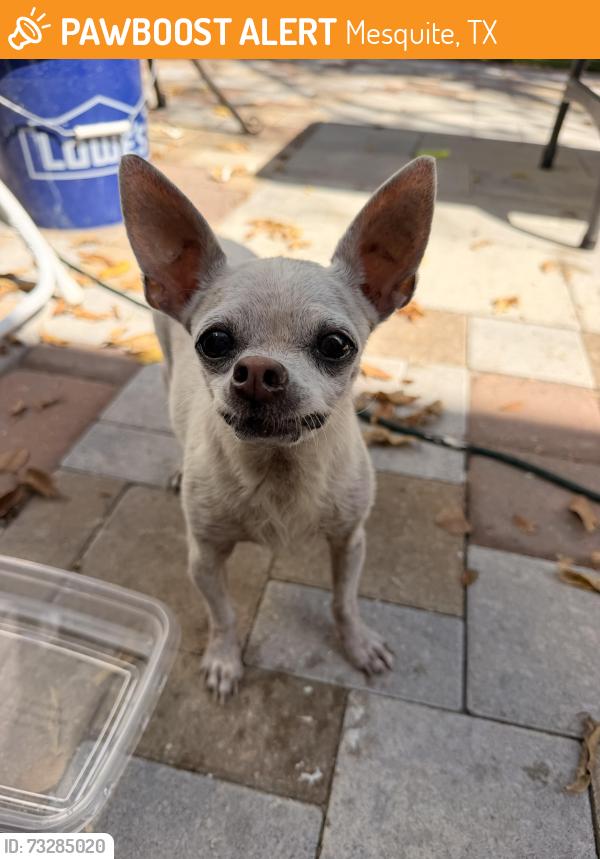 Found/Stray Female Dog last seen Bayberry Dr, Mesquite, TX 75149