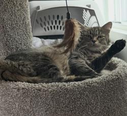Lost Female Cat last seen Yale and s hazel ct., Denver, CO 80219