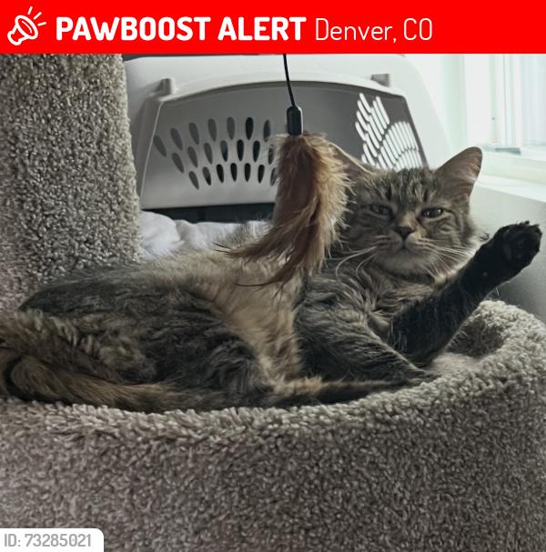 Lost Female Cat last seen Yale and s hazel ct., Denver, CO 80219