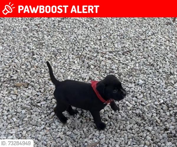 Lost Male Dog last seen Near & Autumn Lane, Pinehurst, Montgomery County, TX 77354