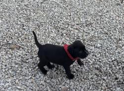 Lost Male Dog last seen Near & Autumn Lane, Pinehurst, Montgomery County, TX 77354