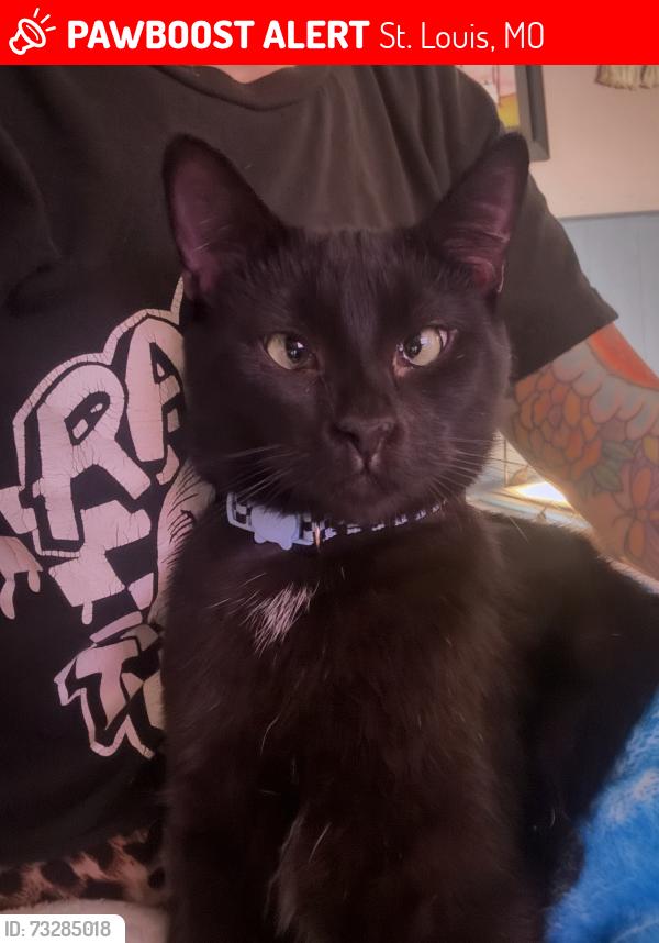 Lost Male Cat last seen Near block of Bradley Ave in Lindenwood Park neighborhood., St. Louis, MO 63139