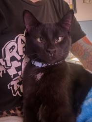 Lost Male Cat last seen Near block of Bradley Ave in Lindenwood Park neighborhood., St. Louis, MO 63139