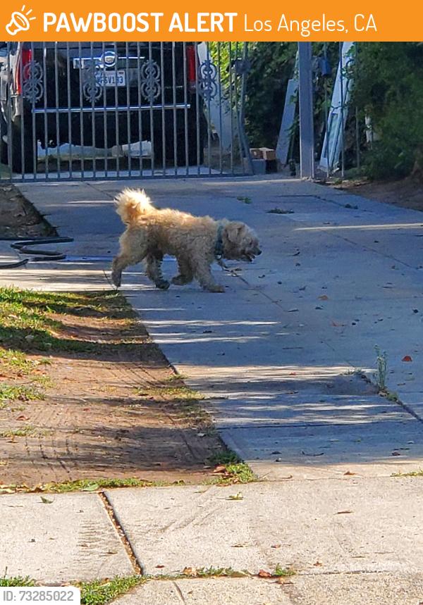 Found/Stray Unknown Dog last seen West 46 and south raymond ave, Los Angeles, CA 90037