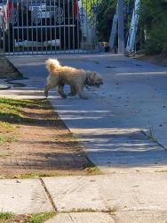 Found/Stray Unknown Dog last seen West 46 and south raymond ave, Los Angeles, CA 90037