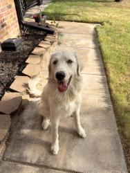 Found/Stray Male Dog last seen Near and Chisholm trail toll road, Crowley, TX 76036