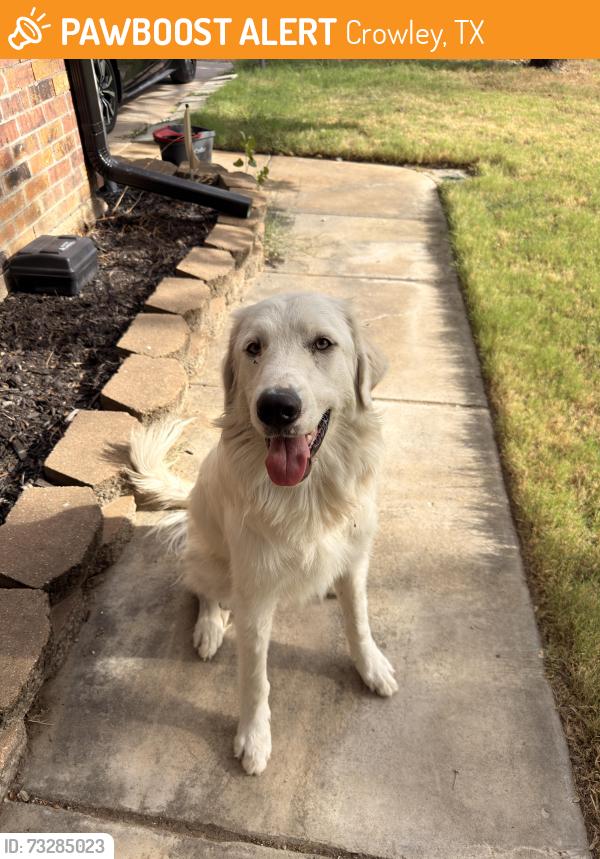 Found/Stray Male Dog last seen Near and Chisholm trail toll road, Crowley, TX 76036