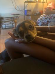 Reunited Male Dog last seen Wachovia St, Winston-Salem, NC 27101, USA, Winston-Salem, NC 27101