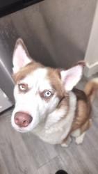 Reunited Female Dog last seen W Jefferson Street in Peoria or Phoenix, Peoria, AZ 85345