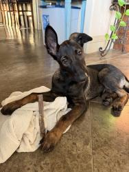 Found/Stray Female Dog last seen Cowan & Baker, Celina, TX 75009
